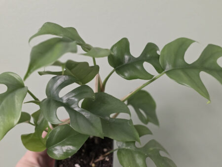 Monstera Mini