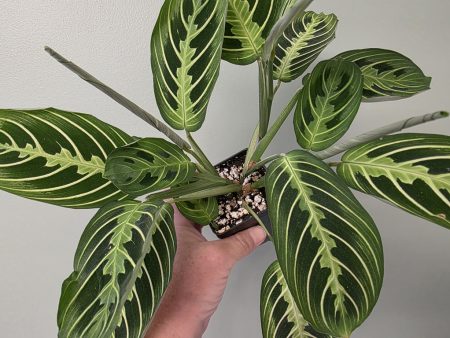 Prayer Plant - Lemon Lime (Maranta)
