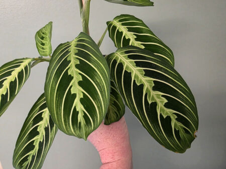 Prayer Plant - Lemon Lime (Maranta)
