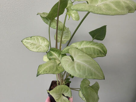 Syngonium Snow White (Arrowhead Plant)