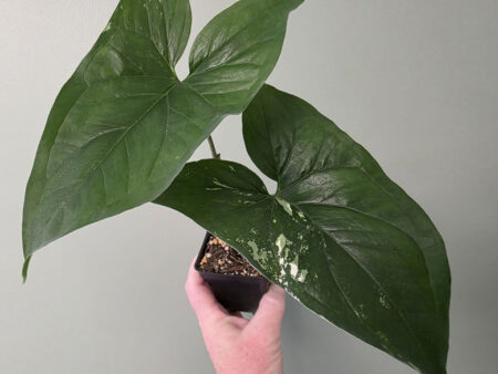 Syngonium albo (Arrowhead Plant)