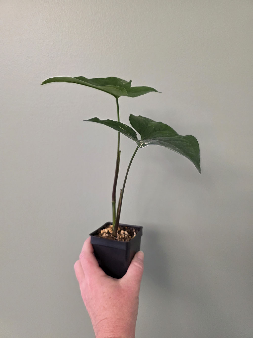 Syngonium albo (Arrowhead Plant) - Image 2