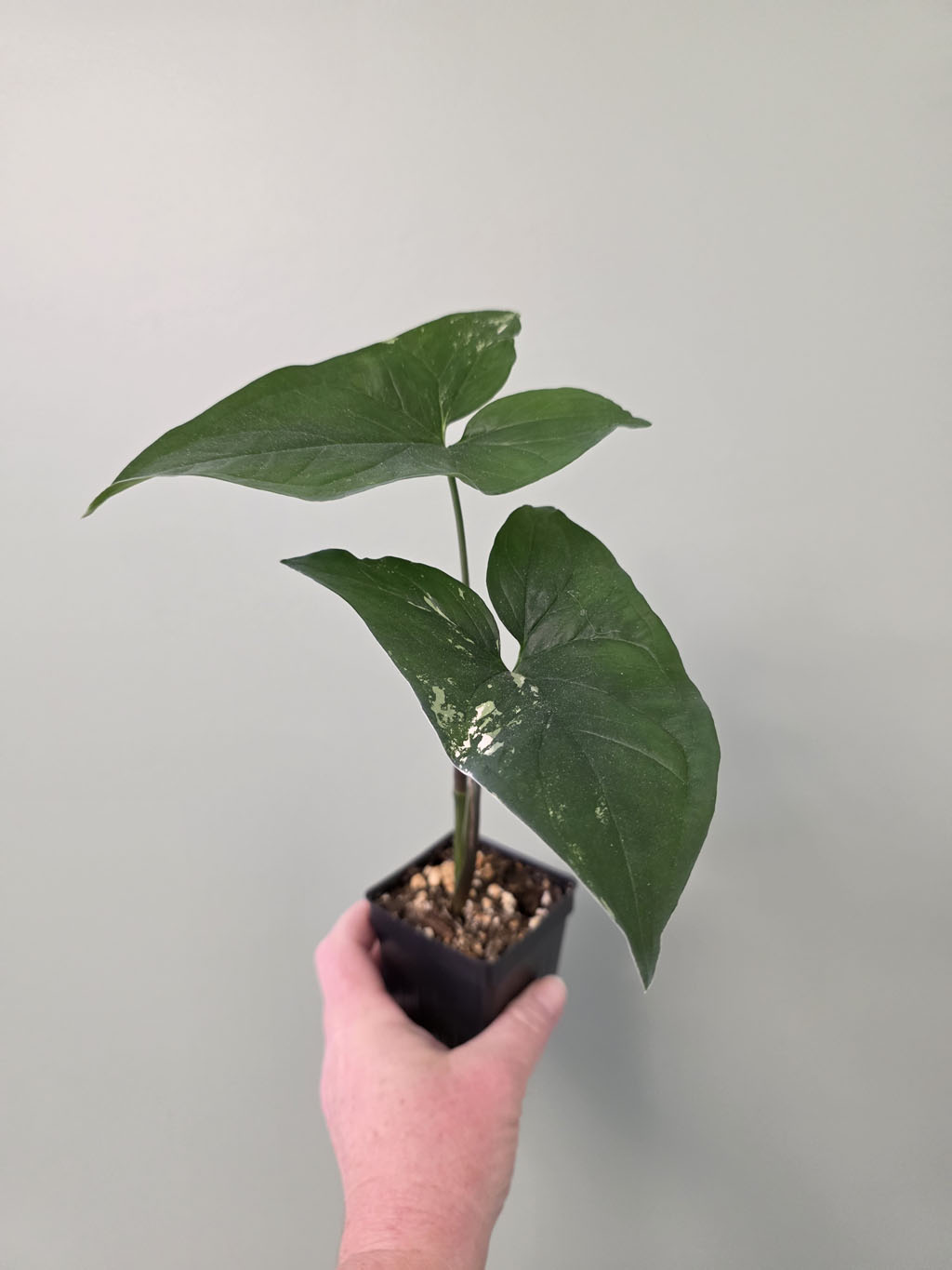 Syngonium albo (Arrowhead Plant) - Image 3