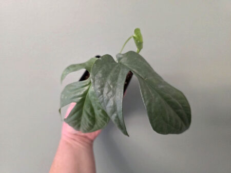 Amydrium - Silver 'Spiderman Monstera'