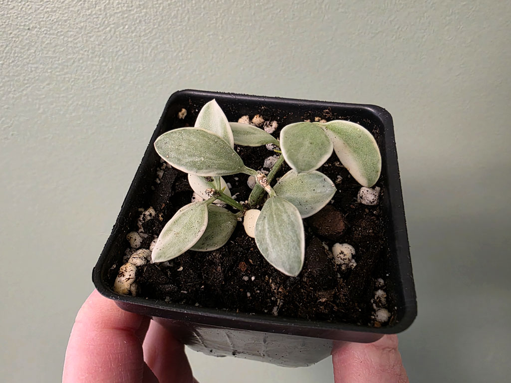 Dischidia - Cascade variegated - Image 4