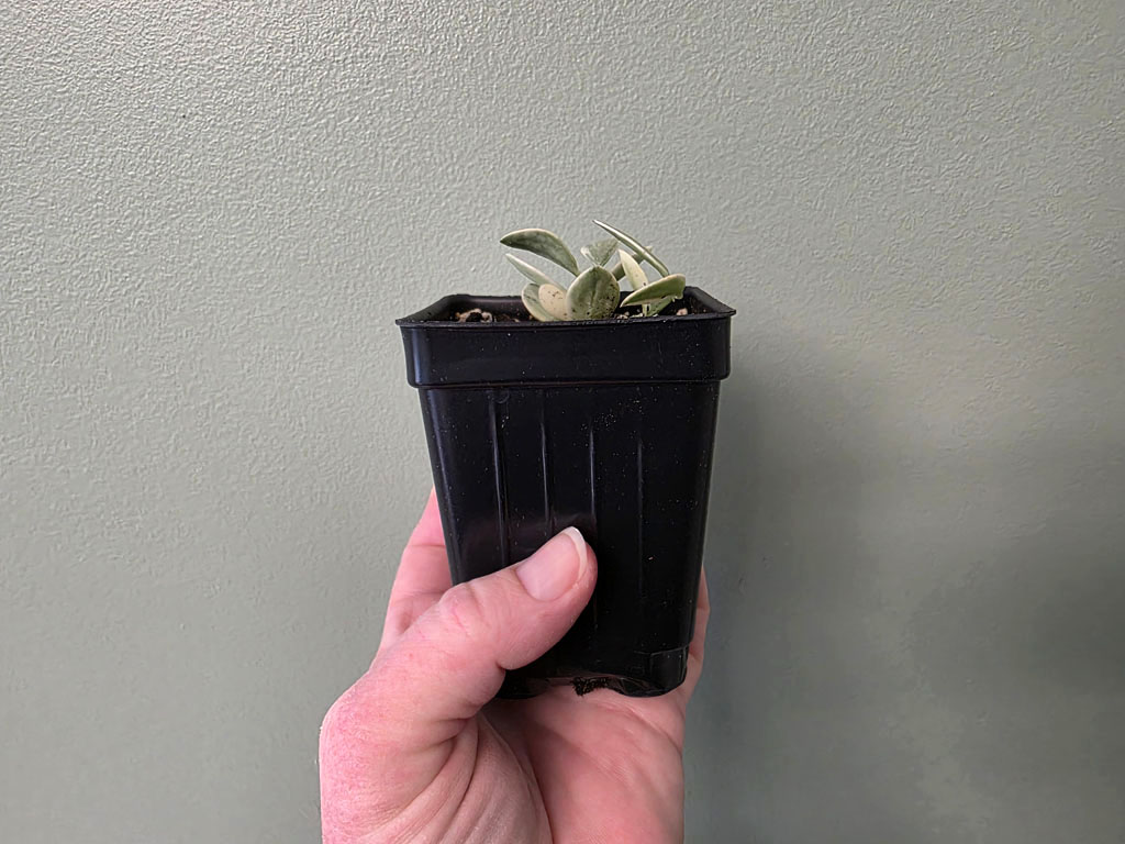 Dischidia - Cascade variegated - Image 3