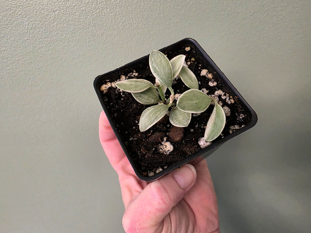 Dischidia - Cascade variegated - Image 2