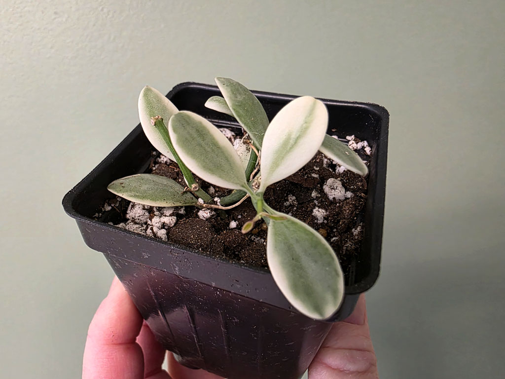 Dischidia - Cascade variegated