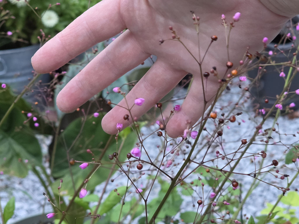 Jewels of Opar (400+ Seeds)