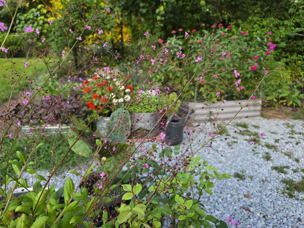 Jewels of Opar (400+ Seeds) - Image 2