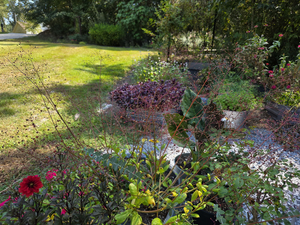 Jewels of Opar (400+ Seeds) - Image 3