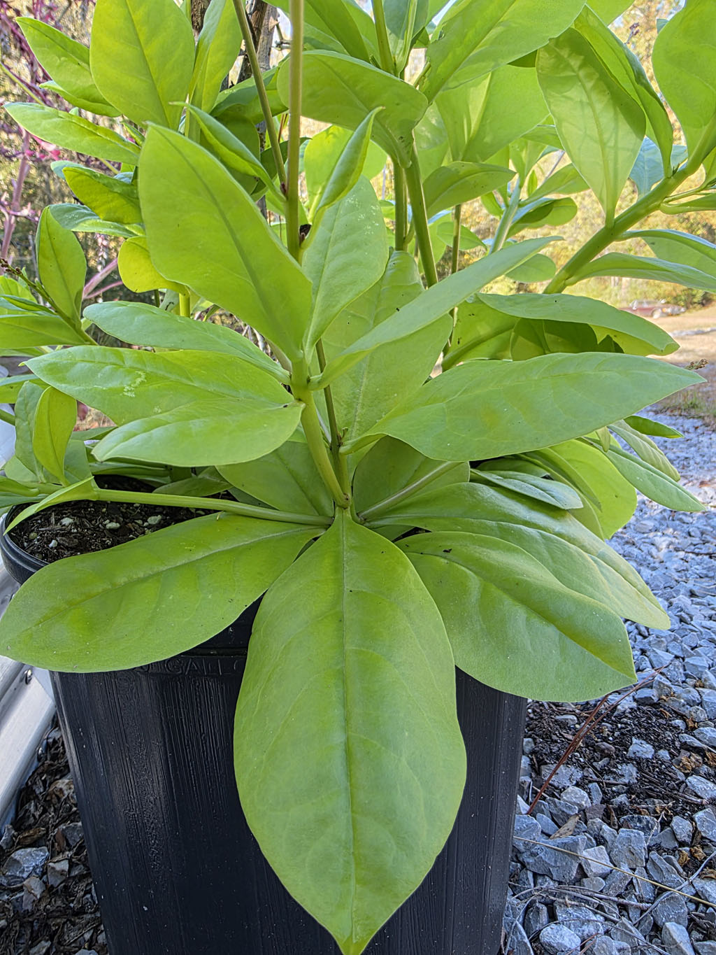 Jewels of Opar (400+ Seeds) - Image 4