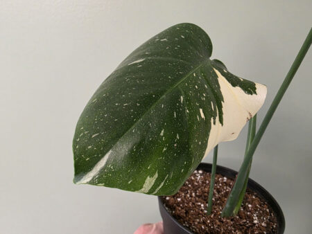 Monstera - Thai Constellation (Swiss Cheese Plant)