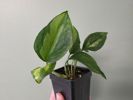 Pothos - Global Green