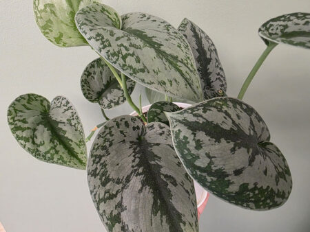 Scindapsus - Silver Satin Pothos