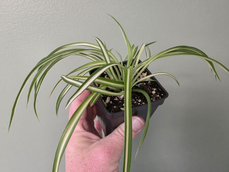 Spider Plant - Curly
