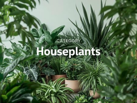 Houseplants