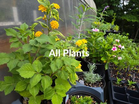 All Plants