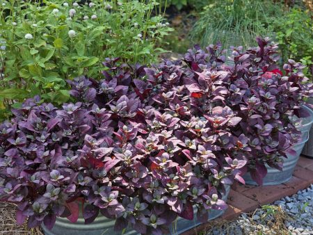 Alternanthera - Purple Prince