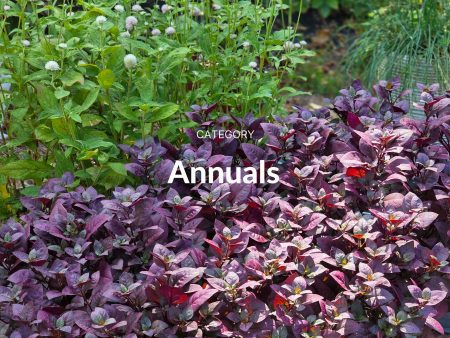 Annuals