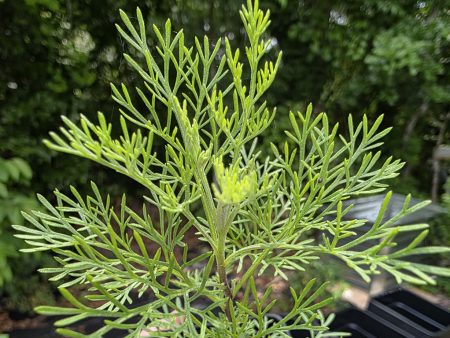 Artemisia - Cola Plant
