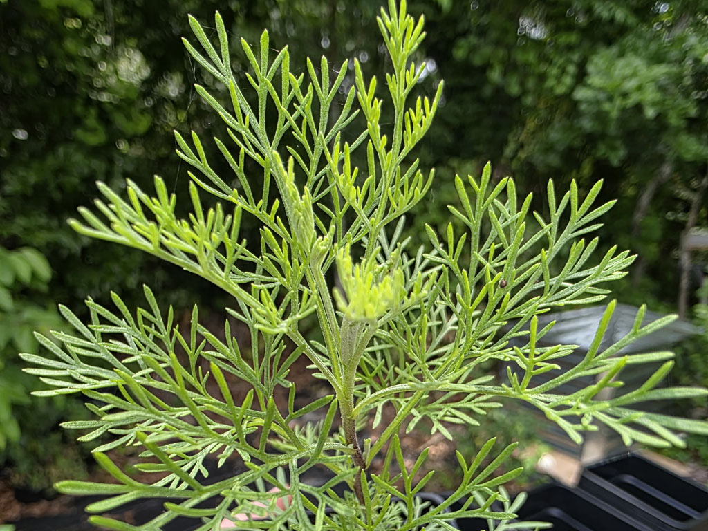 Artemisia - Cola Plant