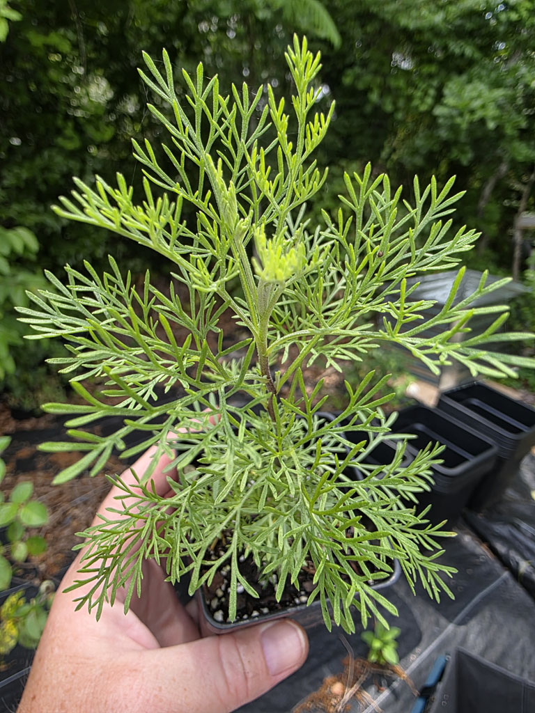 Artemisia - Cola Plant - Image 2