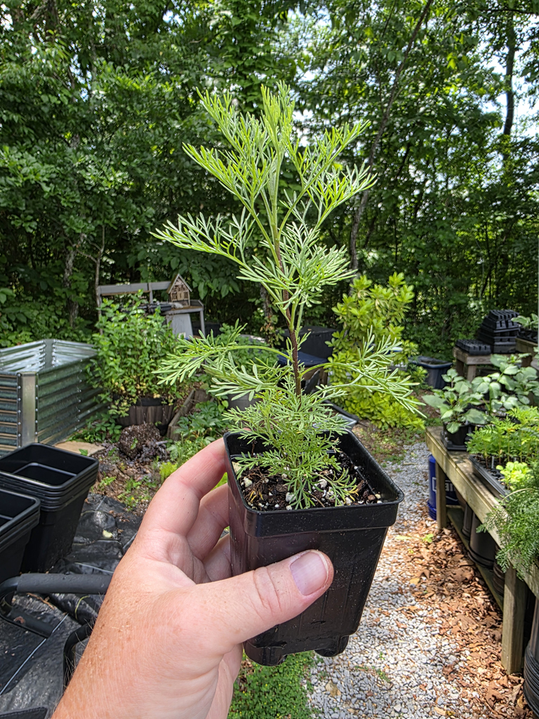 Artemisia - Cola Plant - Image 3