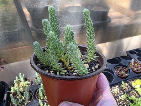 Sedum - Blue Spruce