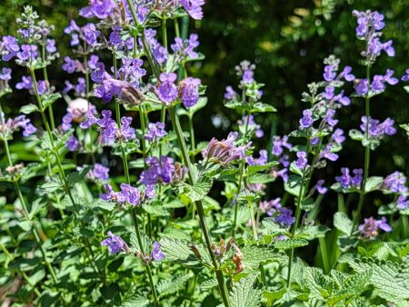 Catmint - Walker's Low