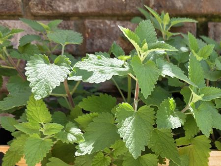 Catnip