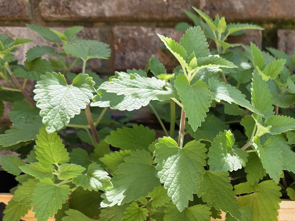Catnip