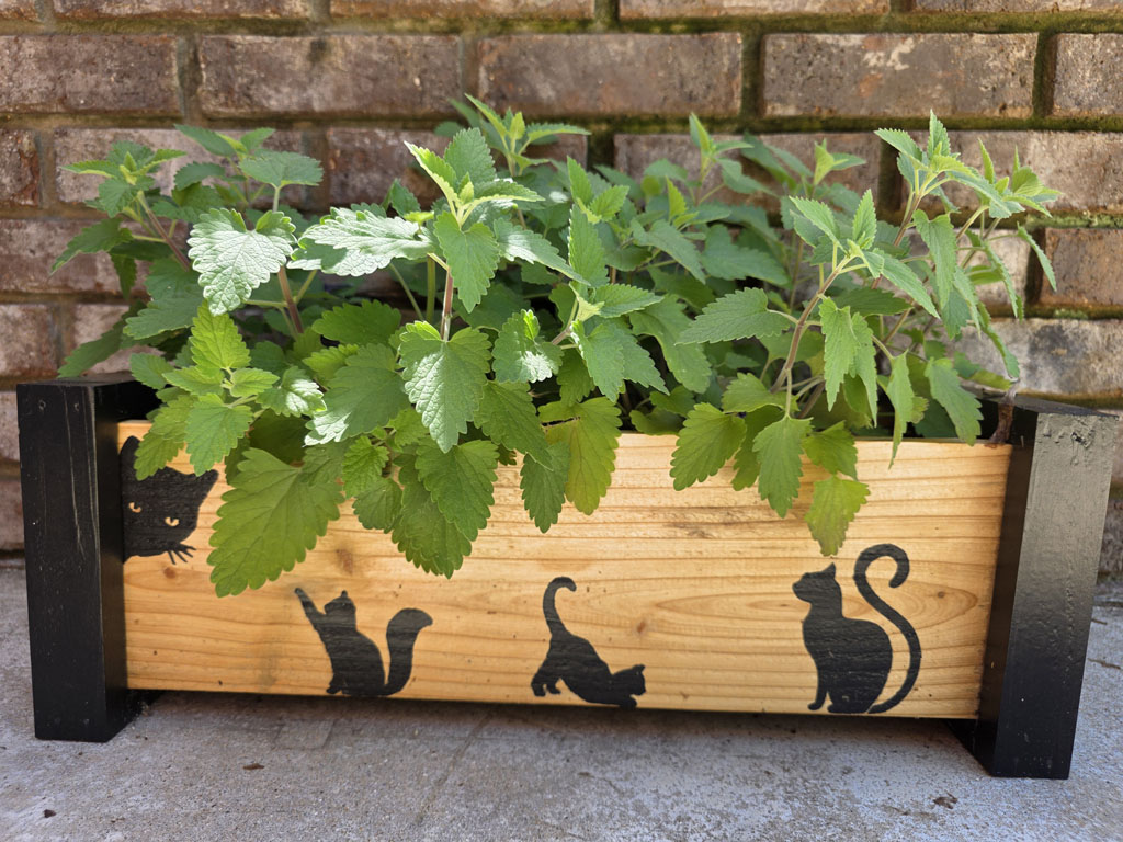 Catnip - Image 2