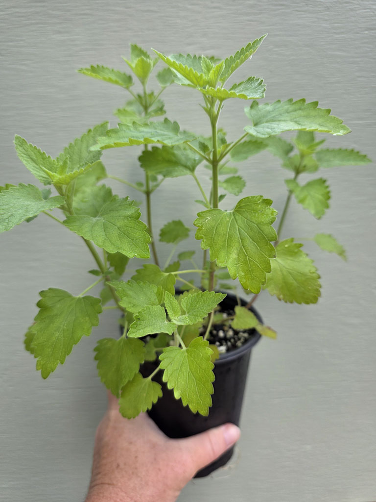 Catnip - Image 3