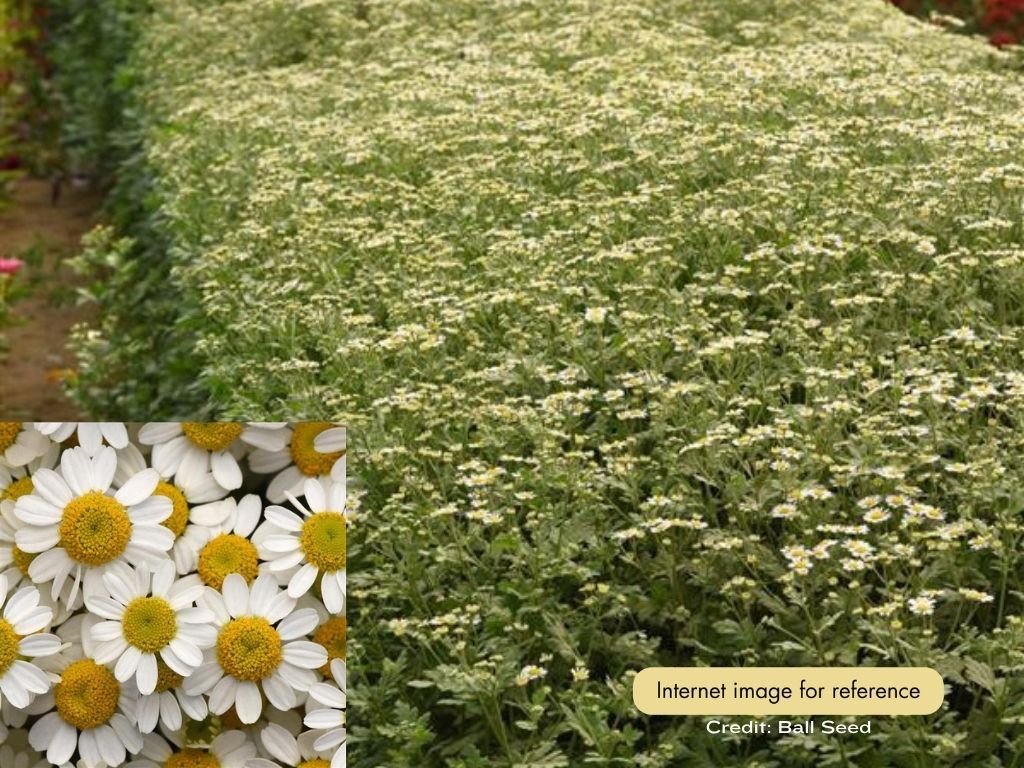 Feverfew - Vegmo's Single - Image 3