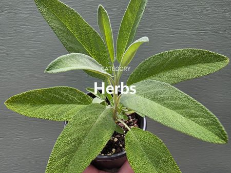 Herbs