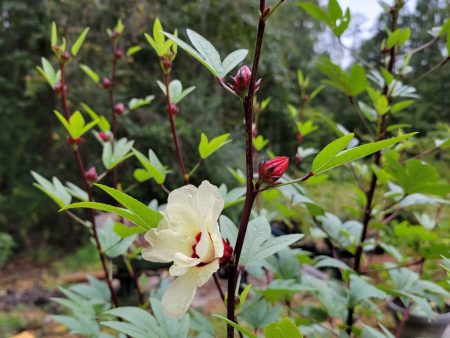 Roselle - Hibiscus Tea Plant