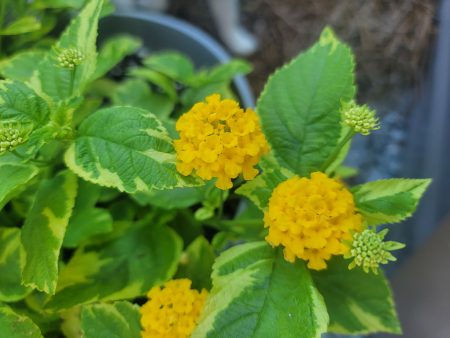 Lantana - Samantha