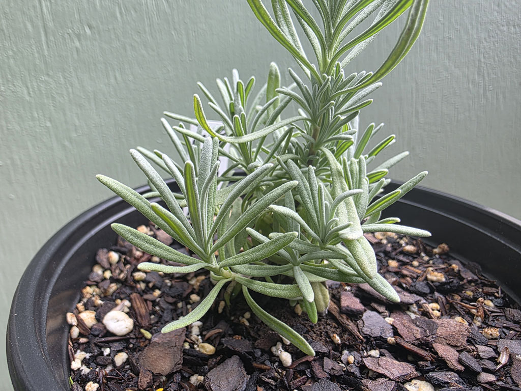 Lavender - Phenomenal