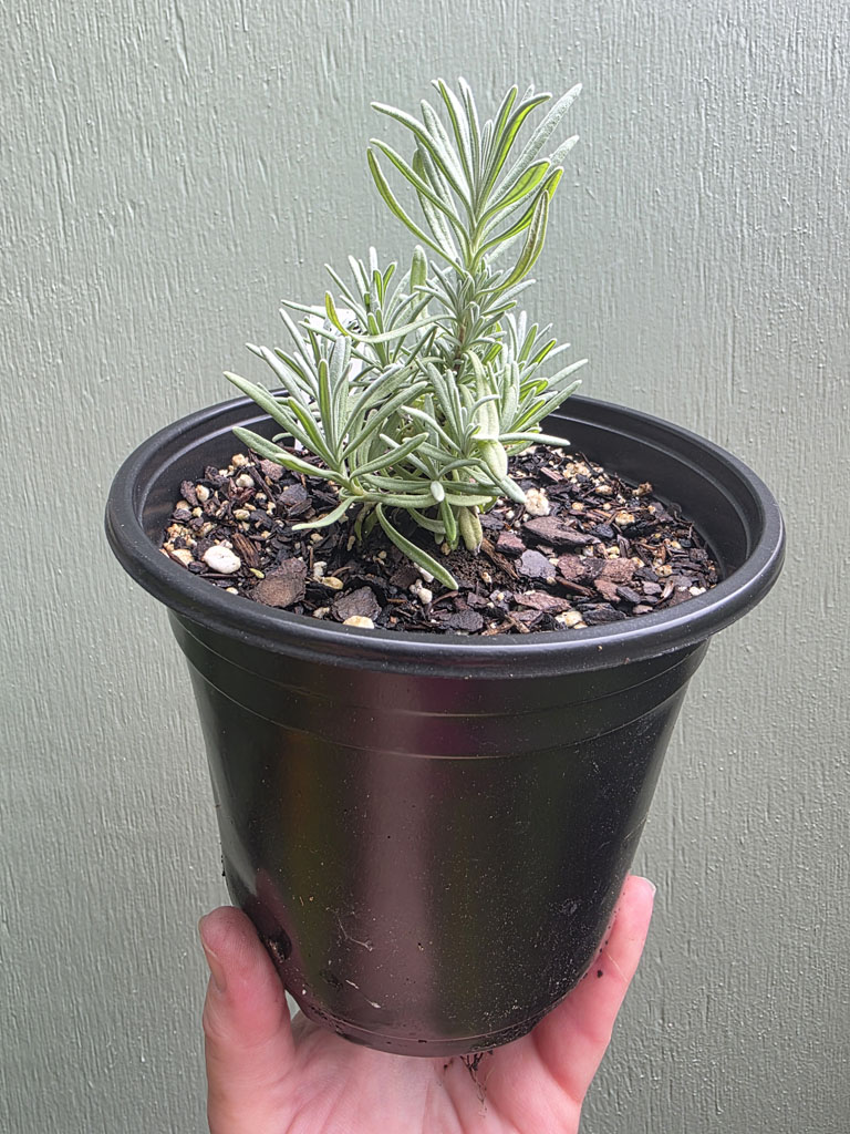 Lavender - Phenomenal - Image 2
