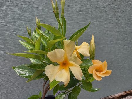 Mandevilla - Sun Parasol Sunbeam