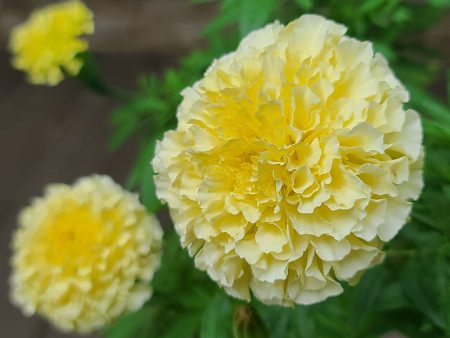 Marigold - Vanilla  4-PACK