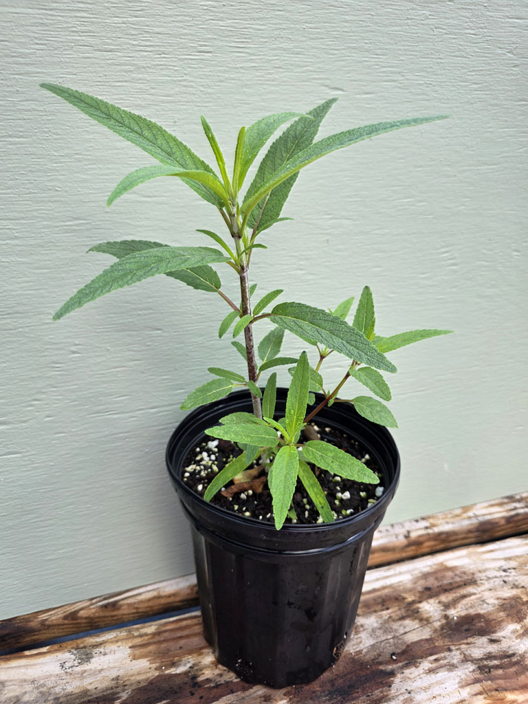 Sage - Mexican Bush - Image 3