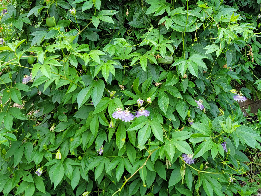 Passionflower - Purple (Maypop)