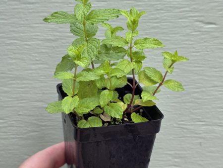 Mint - Peppermint