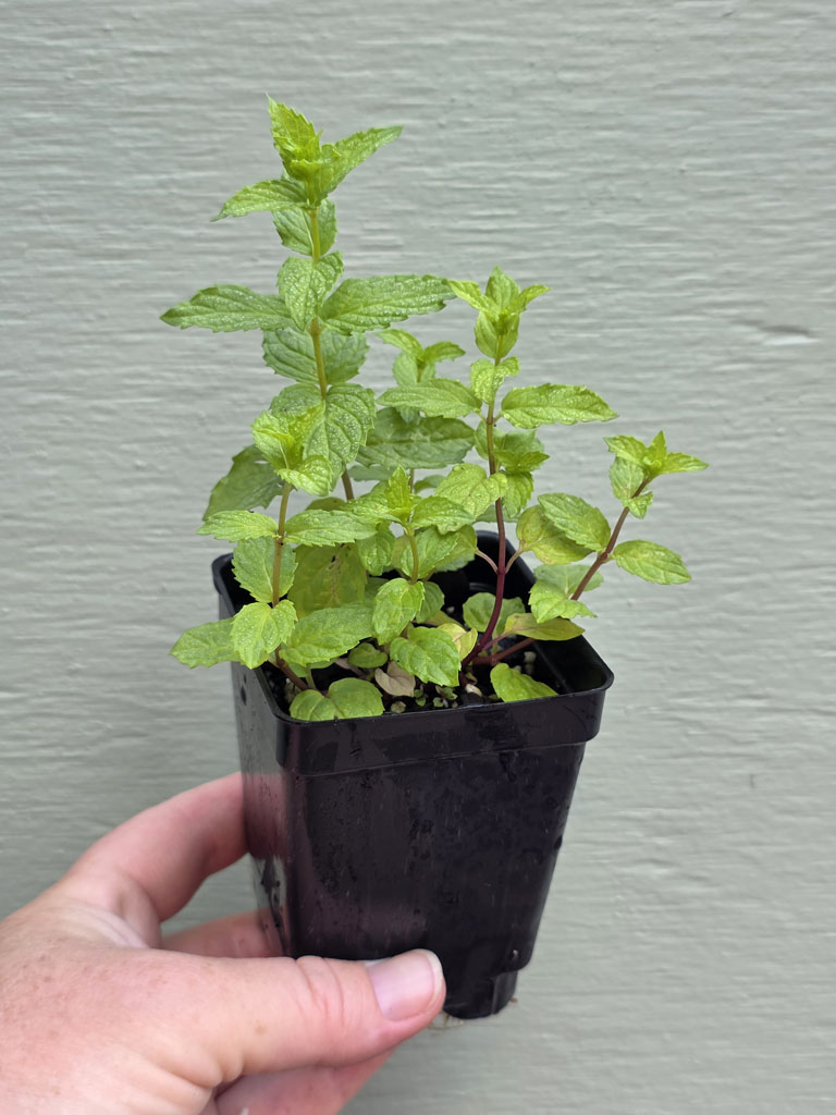 Mint - Peppermint