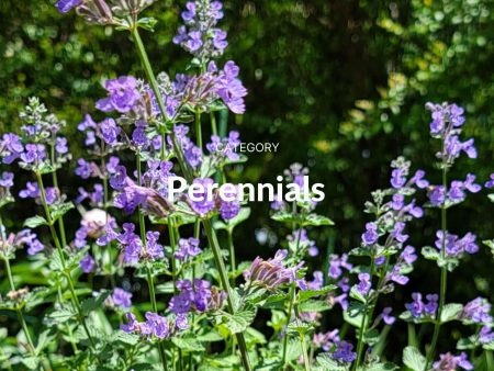 Perennials
