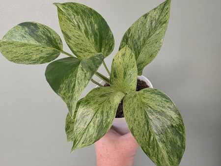 Pothos - Marble Queen