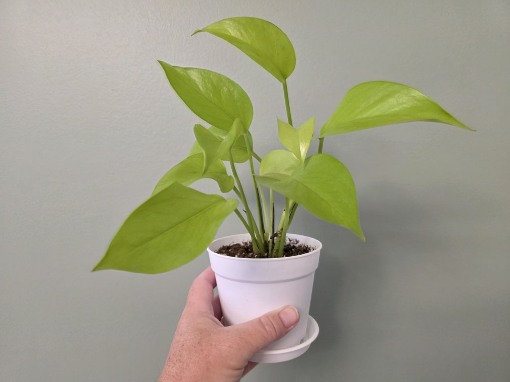 Pothos - Neon
