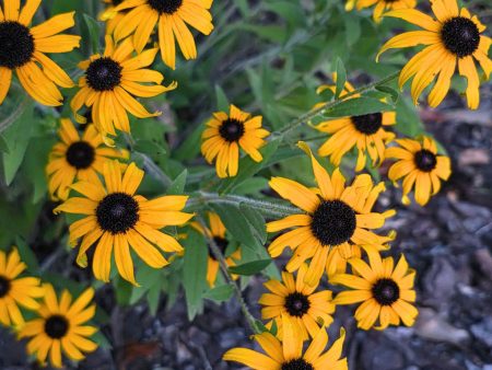Rudbeckia - American Gold Rush
